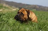 BULLMASTIFF 428